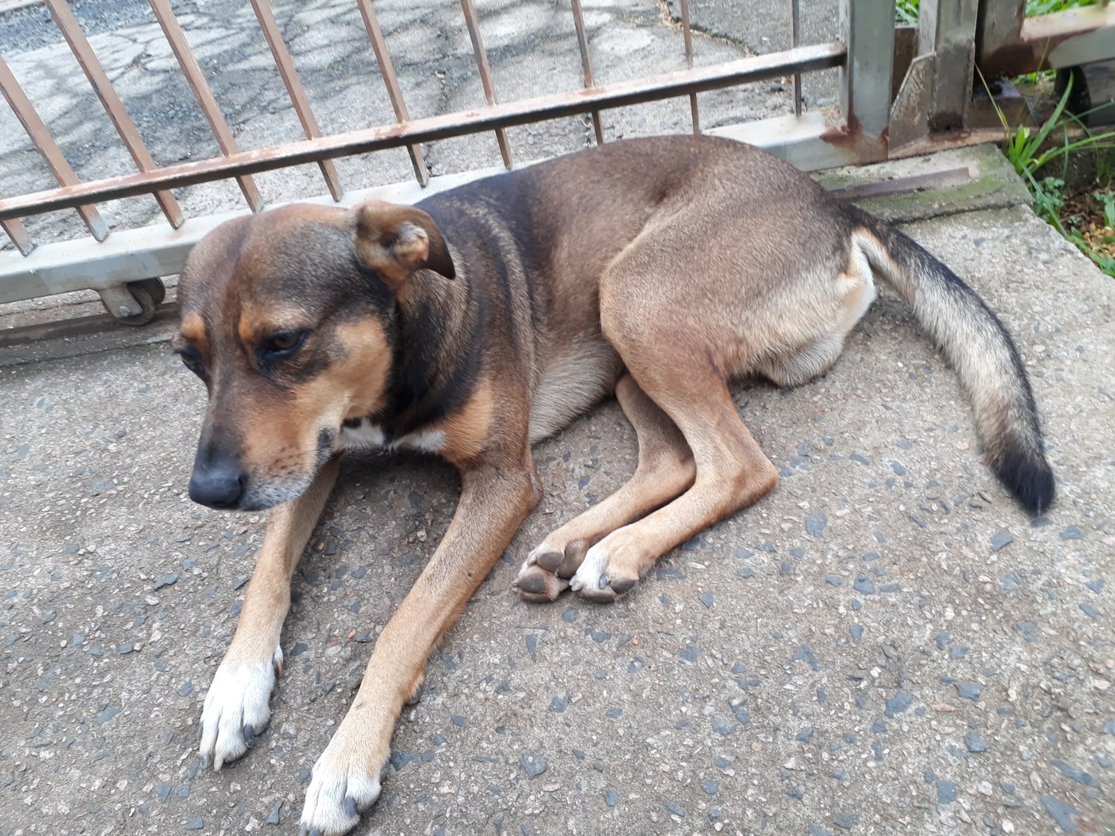 Minhoca, estrela da Calçada da Fama Penas & Patas