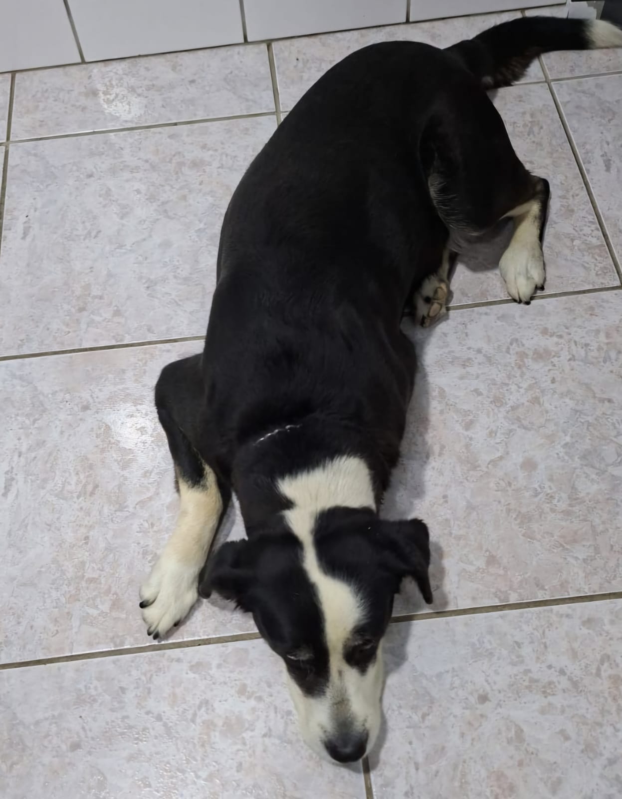 Olívia, estrela da Calçada da Fama Penas & Patas